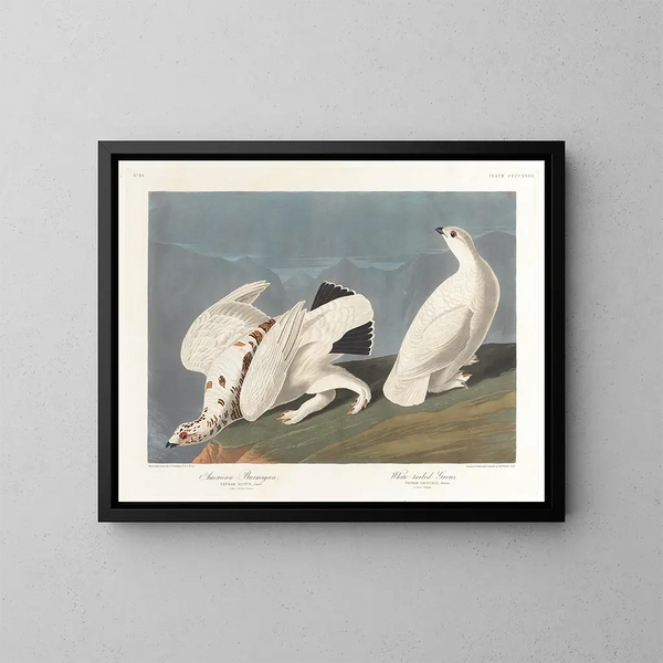 Lagopède des saules - John James Audubon — gerahmtes Bild an der Wand