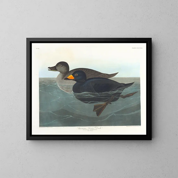 Canard scoter americano - John James Audubon — quadro incorniciato alla parete