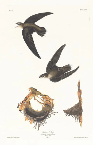 John James Audubon - American swift.webp