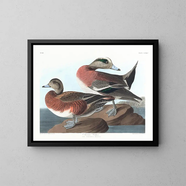 Paperino d'America - John James Audubon — quadro incorniciato alla parete
