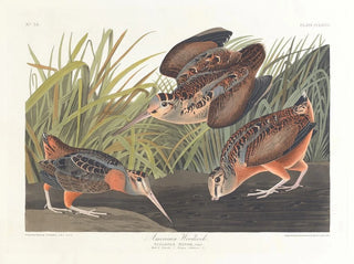 John James Audubon - American woodcock.webp