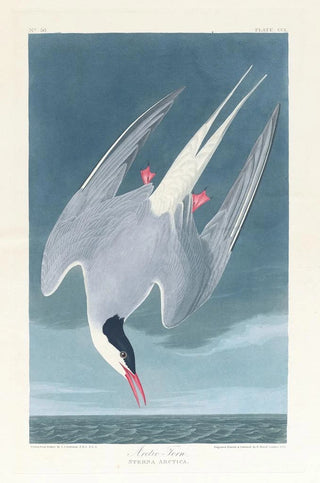 John James Audubon - Arctic tern.webp