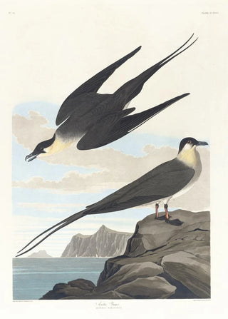 John James Audubon - Arctic yager.webp