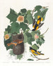 Baltimore Oriole Painting - John James Audubon — artwork view