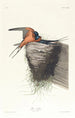 Hirondelle rustique - John James Audubon — Ansicht des Kunstwerks
