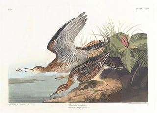 John James Audubon - Bartram sandpiper.webp