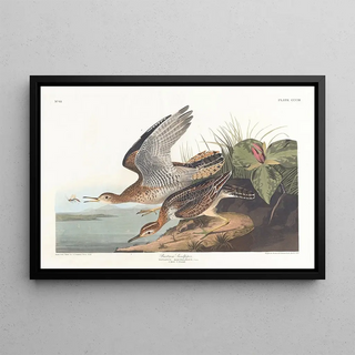 John James Audubon - Bartram sandpiper.webp