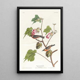 John James Audubon - Baybreasted warbler.webp