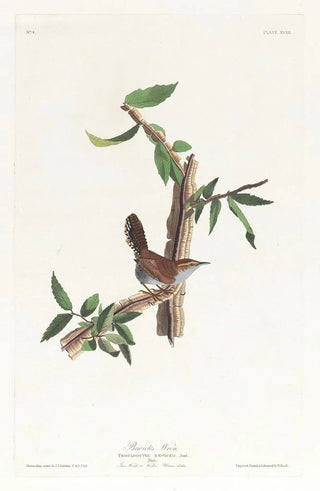 John James Audubon - Bewicks warbler.webp