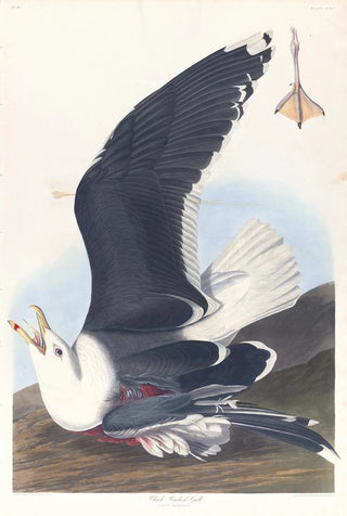 John James Audubon - Black backed gull.webp