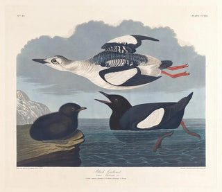 Guillemot noir - John James Audubon — vista dell’opera
