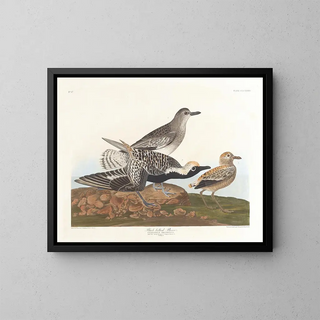 John James Audubon - Blackbelled plover.webp