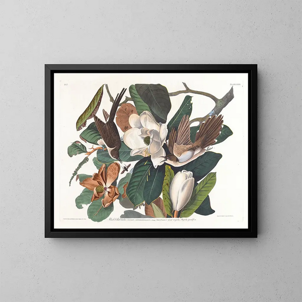 Coucou à bec noir - John James Audubon — gerahmtes Bild an der Wand