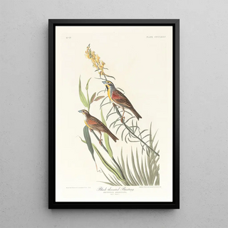 John James Audubon - Blackthroated bunting.webp