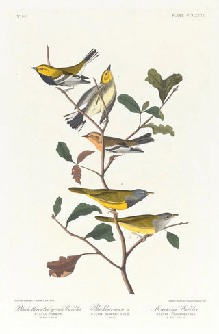 John James Audubon - Blackthroated green warbler Blackburnian W Mourning warbler.webp