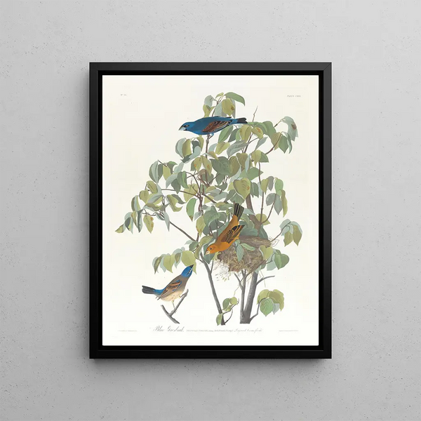 John James Audubon - Blue grosbeak.webp