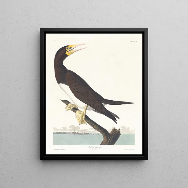 John James Audubon - Booby gannet.webp