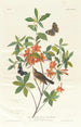 Paruline à tête brune mangeuse de vers - John James Audubon — Ansicht des Kunstwerks