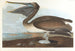 Pélican brun - John James Audubon — vista dell’opera
