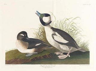 John James Audubon - Buffetheaded duck.webp