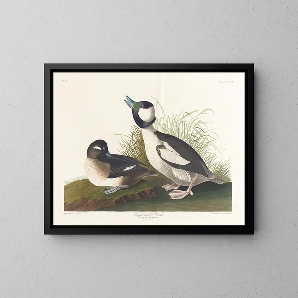 Enten mit Buffet-Kopf - John James Audubon — gerahmtes Bild an der Wand