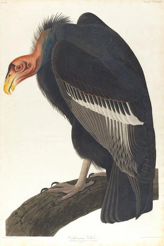 John James Audubon - Californian vulture.webp