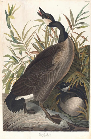John James Audubon - Canada goose.webp