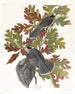 Mésangeai du Canada - John James Audubon — artwork view