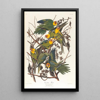 John James Audubon - Carolina parrot.webp