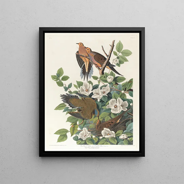 John James Audubon - Carolina pigeon or turtle dove.webp