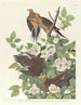 Turtle of the Carolinas - John James Audubon — artwork view