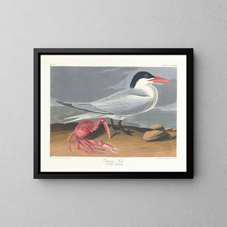John James Audubon - Cayenne tern.webp