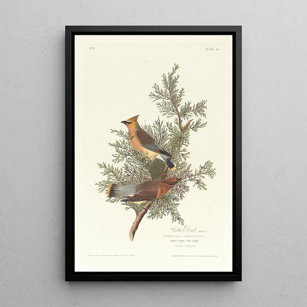John James Audubon - Cedar bird.webp
