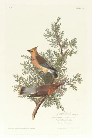 John James Audubon - Cedar bird.webp