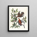 Columba zenaida - John James Audubon — framed artwork on a wall