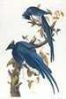 Geai de Colombie - John James Audubon — Ansicht des Kunstwerks