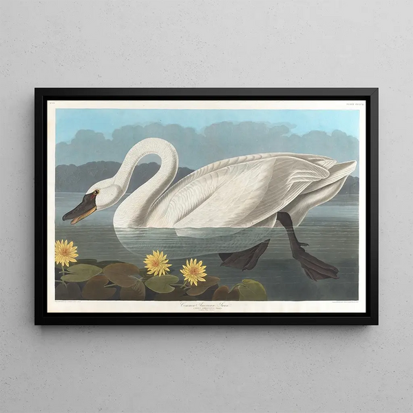 Cygne d'Amérique - John James Audubon — gerahmtes Bild an der Wand