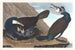 Grande cormorano - John James Audubon — vista dell’opera