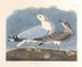 Gabbiano cenere - John James Audubon — vista dell’opera