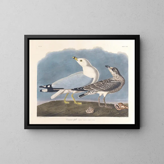 John James Audubon - Common gull.webp