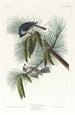 Mésange huppée - John James Audubon — vista dell’opera