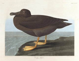 John James Audubon - Dusky albatros.webp
