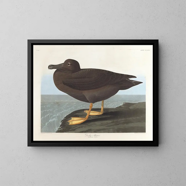 Albatros dunkel - John James Audubon — gerahmtes Bild an der Wand