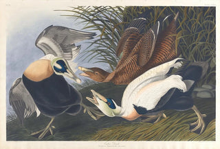John James Audubon - Eider duck.webp