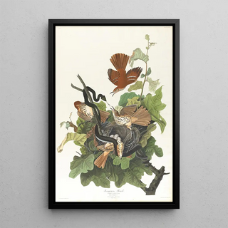 John James Audubon - Ferruginous thrush.webp
