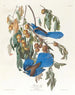 Florida Jay - John James Audubon — artwork view