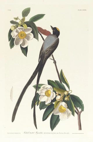 John James Audubon - Forktailed flycatcher.webp