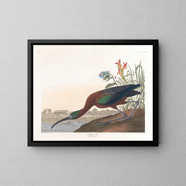 Ibis falcinelle - John James Audubon — gerahmtes Bild an der Wand