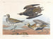 Pluvier doré - John James Audubon — vista dell’opera