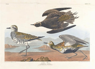 Pluvier doré - John James Audubon — vista dell’opera